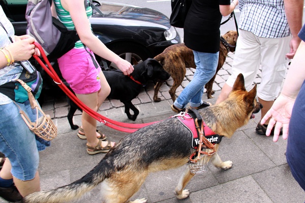Hunde-Demo   052.jpg